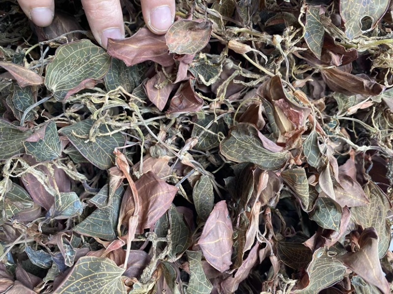 本地圆叶开花金线莲48小时发货