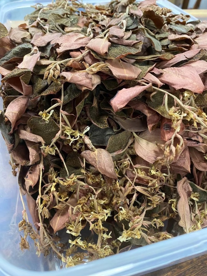 本地圆叶开花金线莲48小时发货