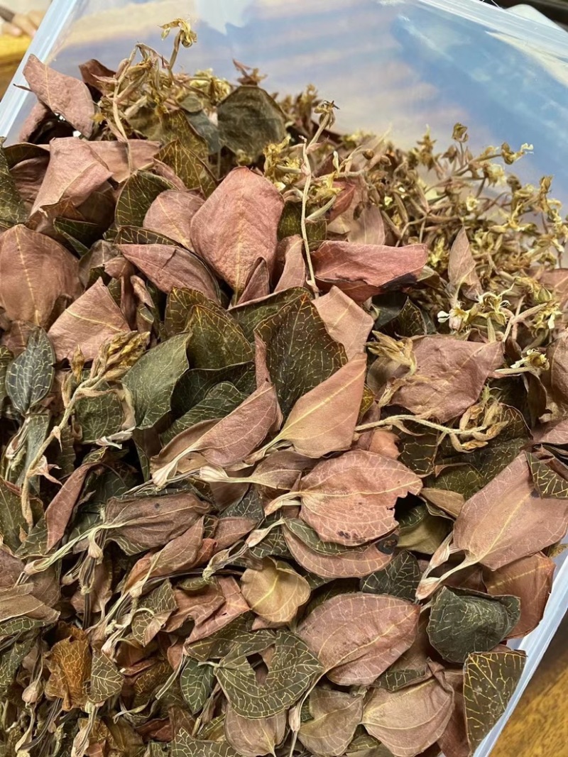 本地圆叶开花金线莲48小时发货