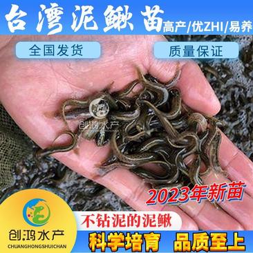 【2023新苗】台湾泥鳅苗泥鳅鱼苗养殖包销稻田养殖