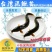 【2023新苗】台湾泥鳅苗不钻泥的泥鳅鱼苗泥鳅水花供应