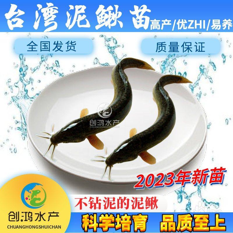 【2023新苗】台湾泥鳅苗不钻泥的泥鳅鱼苗泥鳅水花供应
