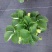 法兰蒂草莓盆栽0.5加仑现货