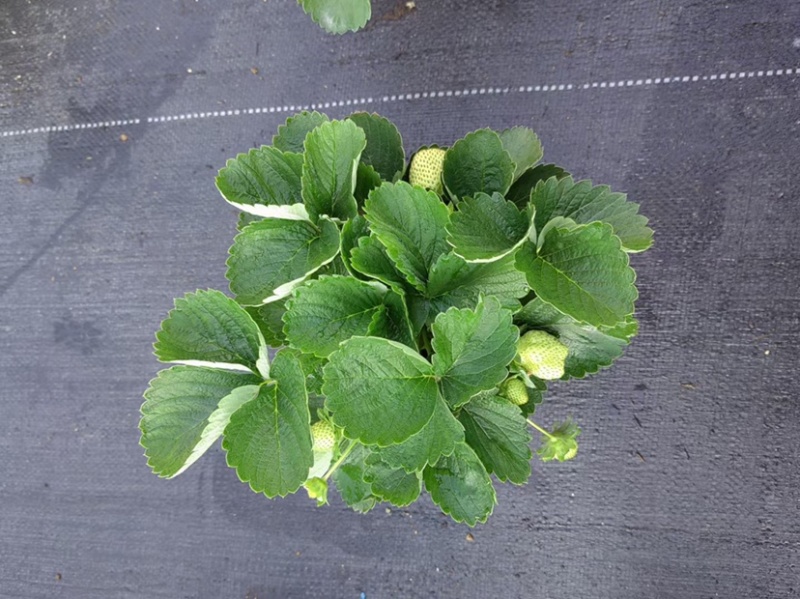 法兰蒂草莓盆栽0.5加仑现货