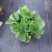 法兰蒂草莓盆栽0.5加仑现货