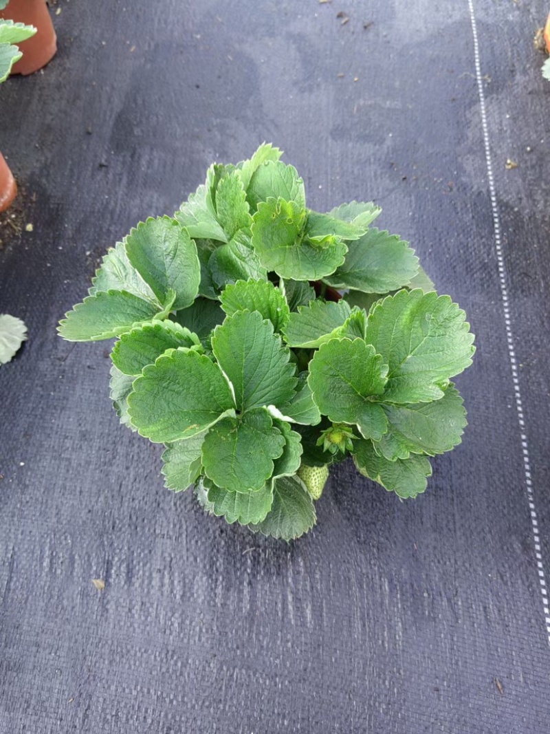 法兰蒂草莓盆栽0.5加仑现货