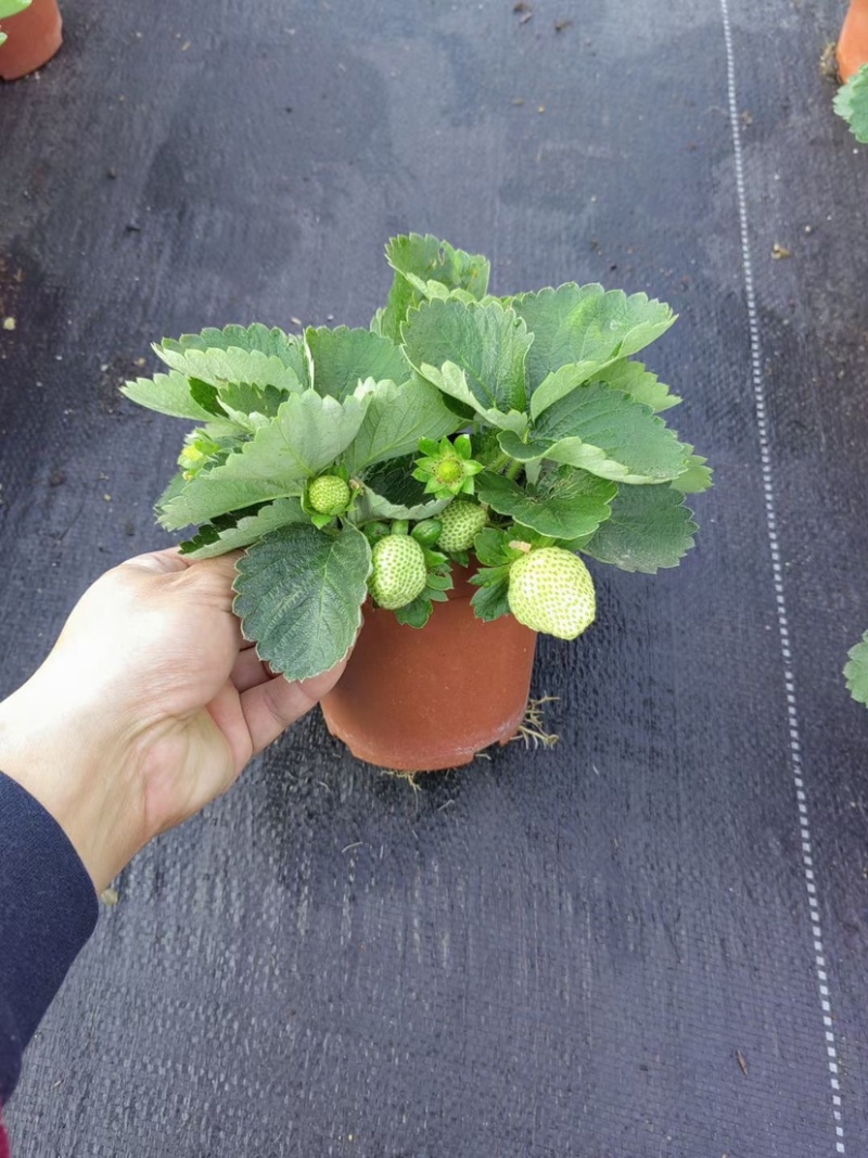 法兰蒂草莓盆栽0.5加仑现货