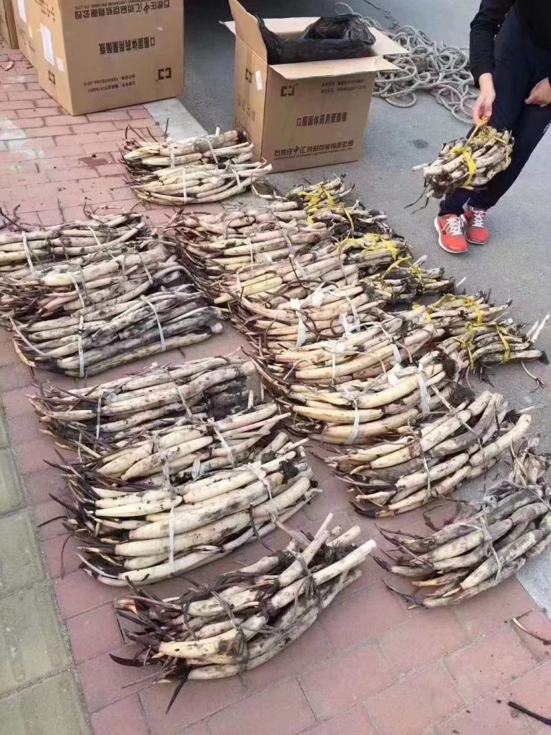 观赏型深水荷花苗，质优价廉，欢迎致电