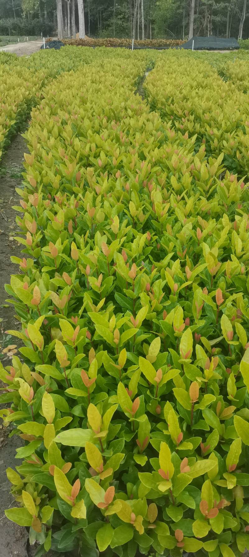 龙船花