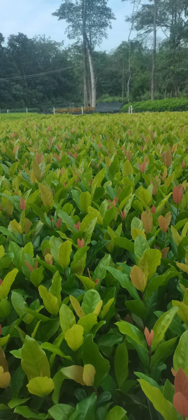 龙船花