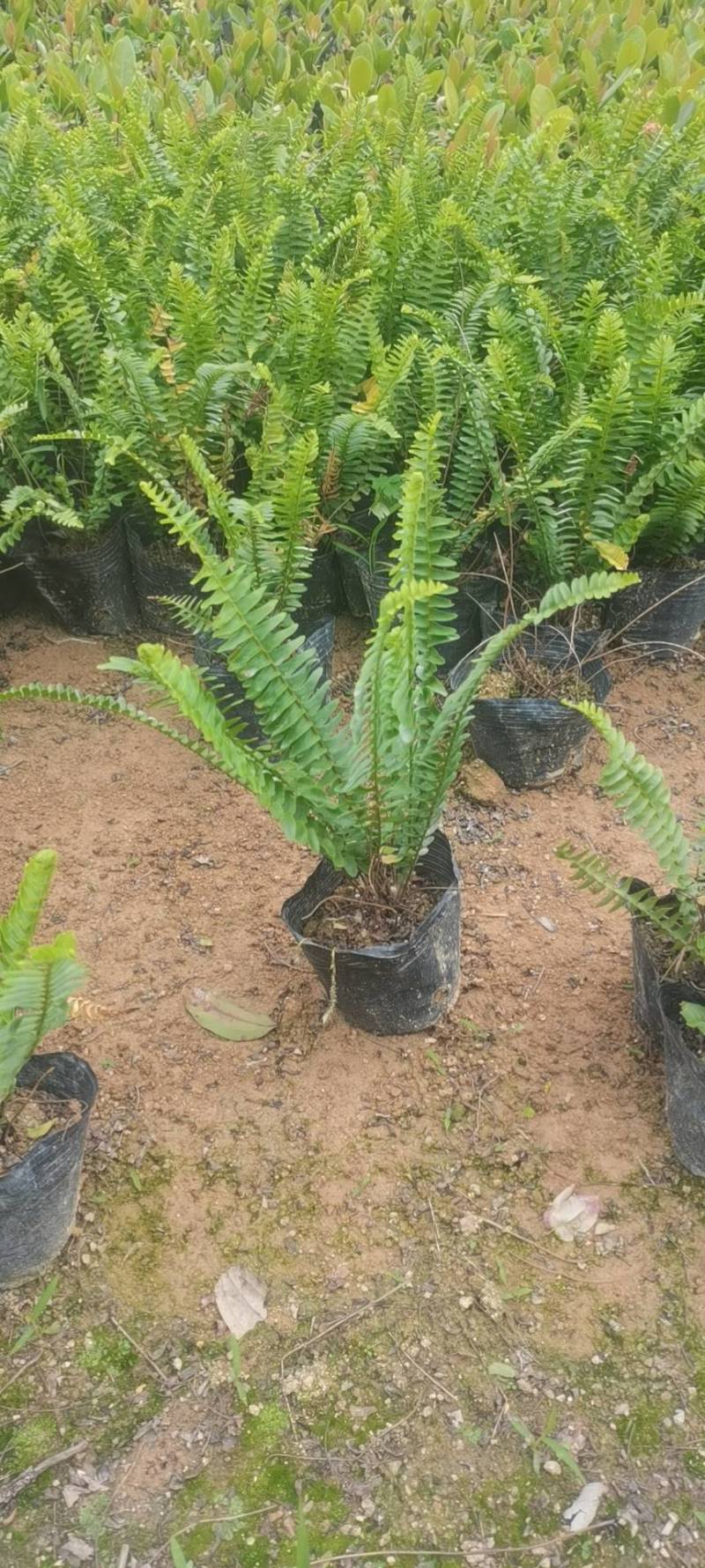 肾蕨