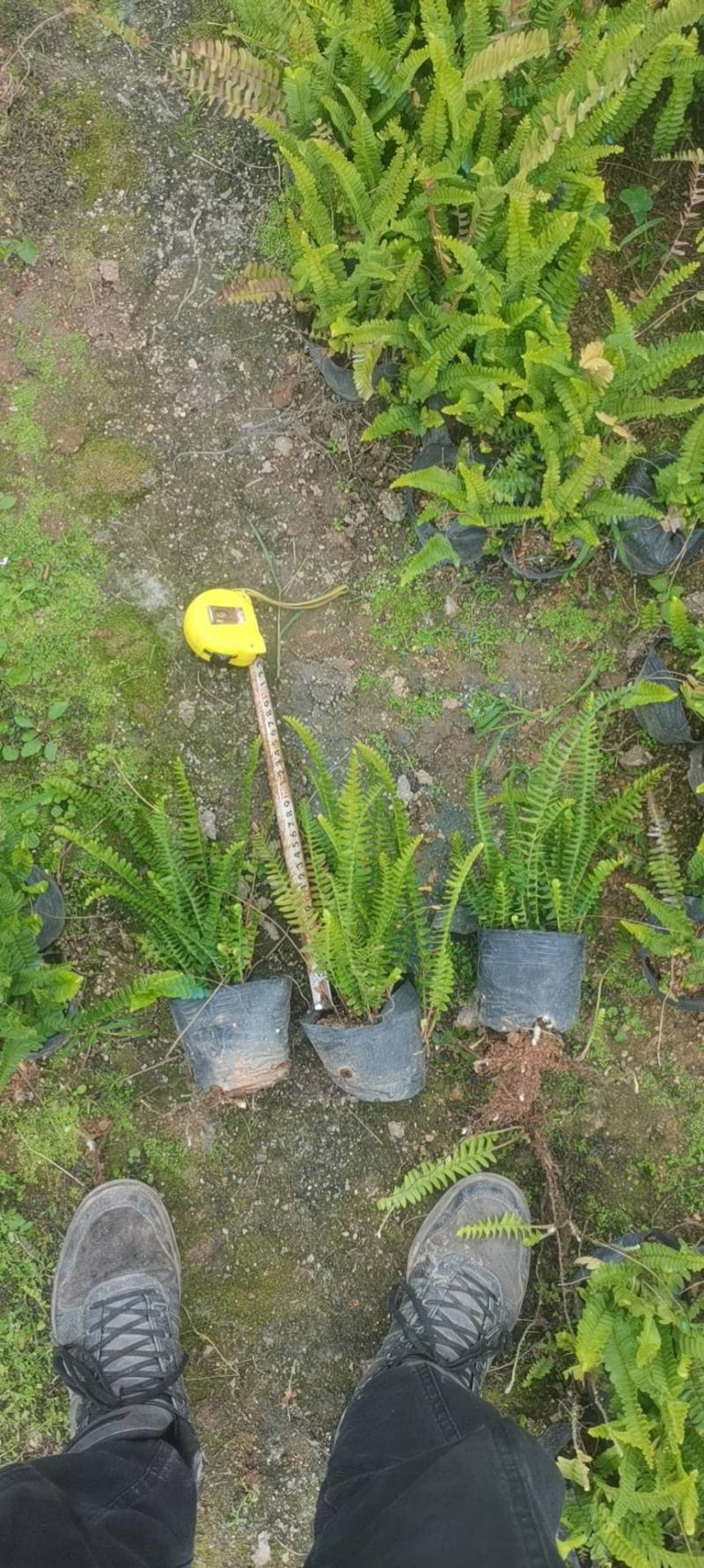 肾蕨