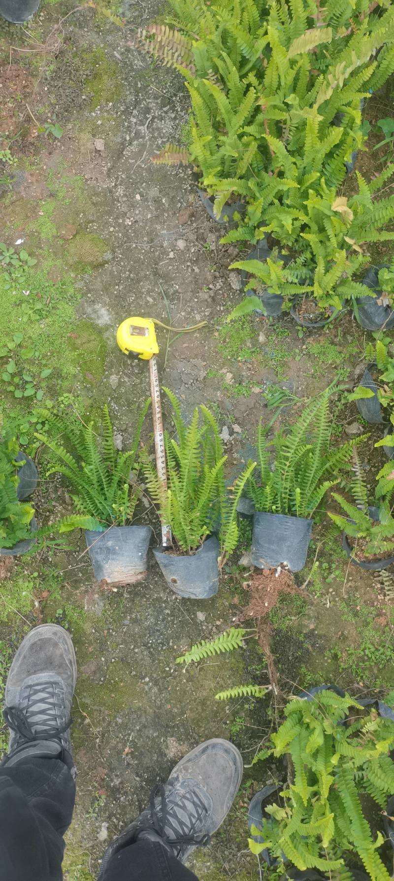 肾蕨