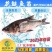 【2023新苗】鳙鱼苗大头鱼苗花鲢鱼苗四大家鱼出售