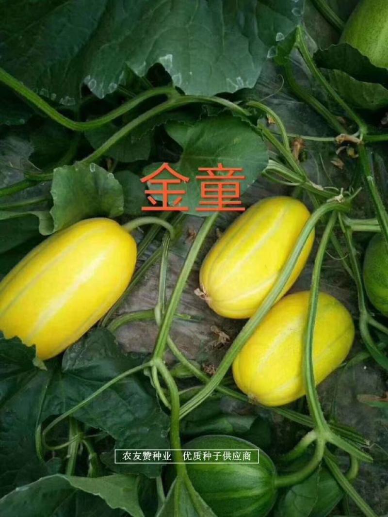 绿亨金童甜瓜种子北方抗病脆甜红肉厚薄皮甜瓜种子黄金道甜瓜