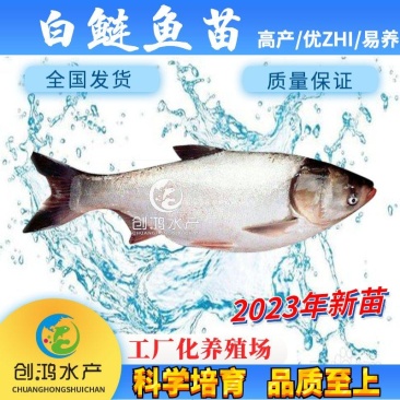 2023新苗白鲢鱼苗鳊鱼苗四大家鱼出售各种淡水鱼苗