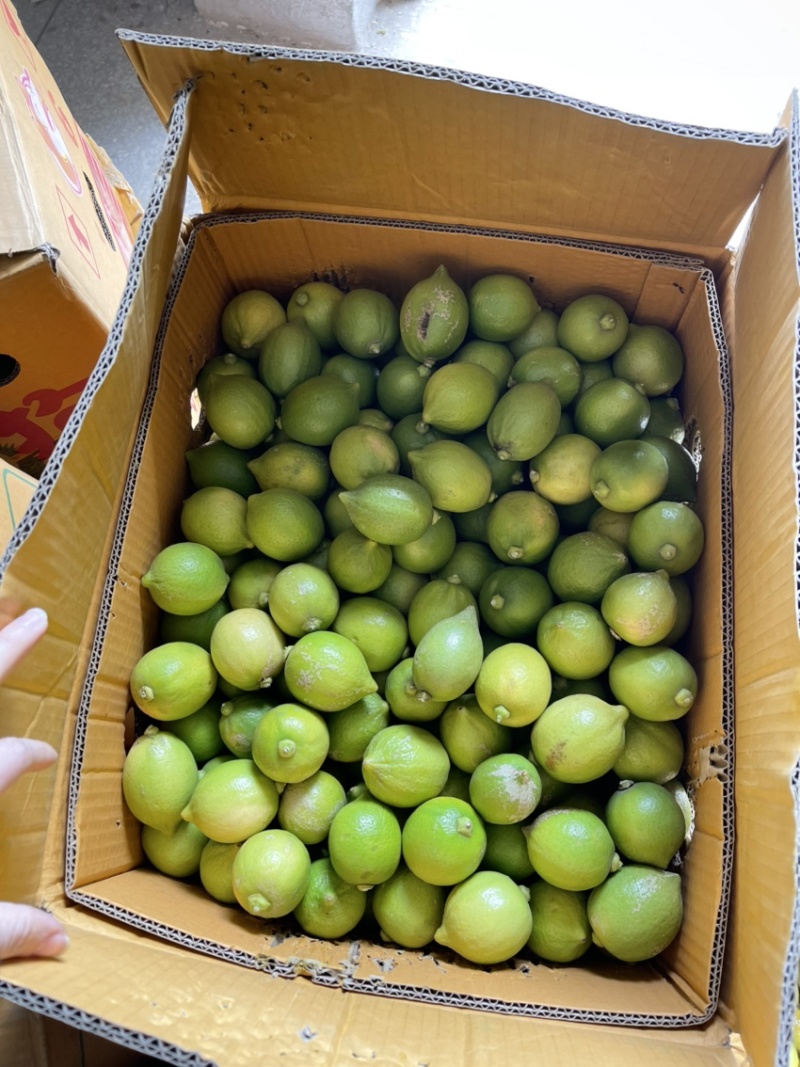 无籽新鲜广东香水柠檬二级果