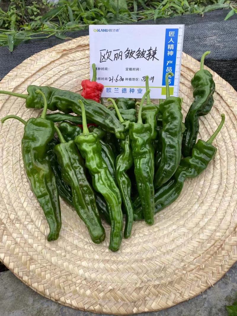 欧丽皱皱辣辣椒种子基地专用小皱皮特抗病高产皱皮椒种子