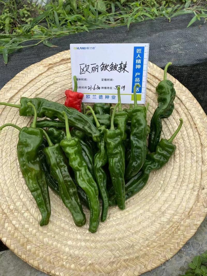 欧丽皱皱辣辣椒种子基地专用小皱皮特抗病高产皱皮椒种子