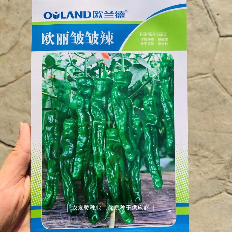 欧丽皱皱辣辣椒种子基地专用小皱皮特抗病高产皱皮椒种子