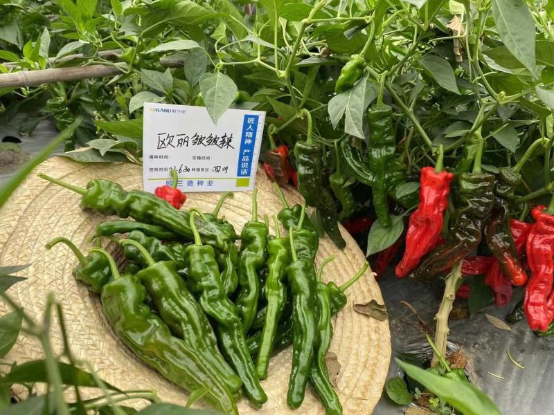 欧丽皱皱辣辣椒种子基地专用小皱皮特抗病高产皱皮椒种子