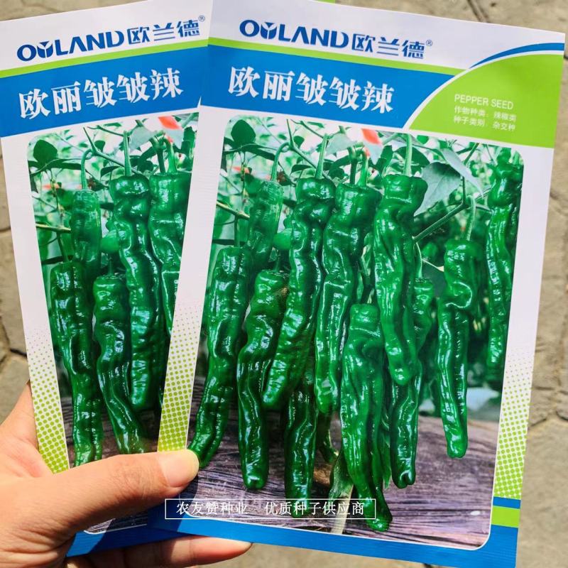 欧丽皱皱辣辣椒种子基地专用小皱皮特抗病高产皱皮椒种子