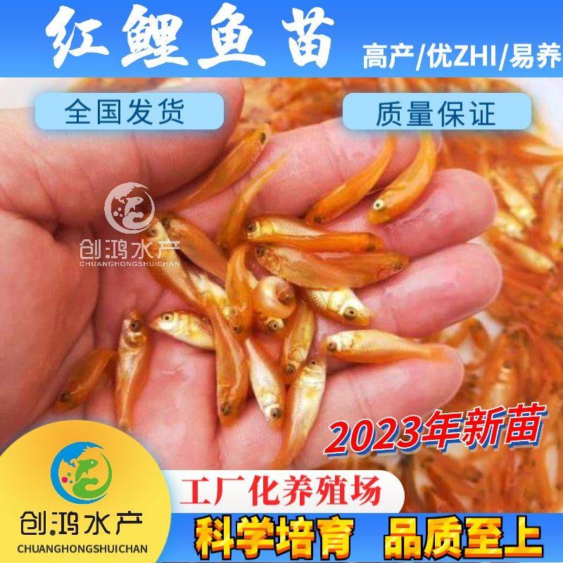 2023新苗红鲤鱼苗兴国红鲤鱼苗金丝红鲤鱼苗观赏鱼