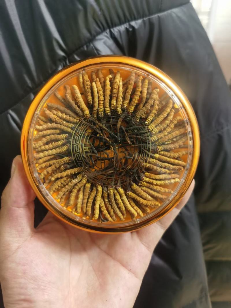 藏香壹品堂虫草，高海拔3800米雪山新鲜野生干虫草