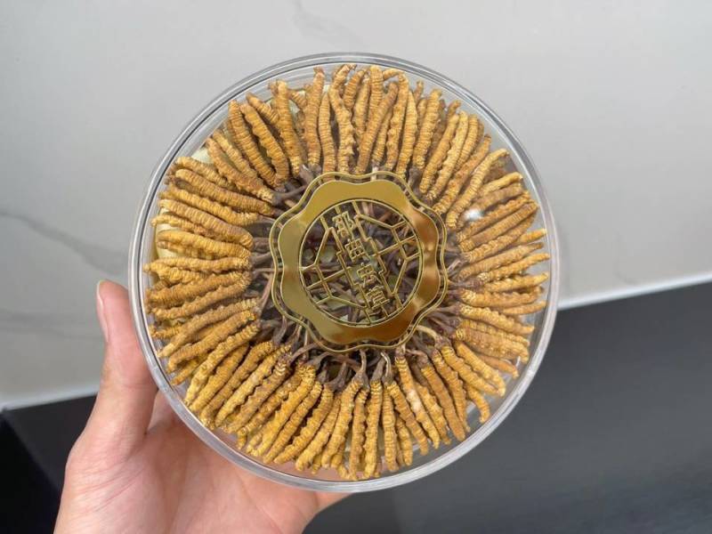 藏香壹品堂虫草，高海拔3800米雪山新鲜野生干虫草
