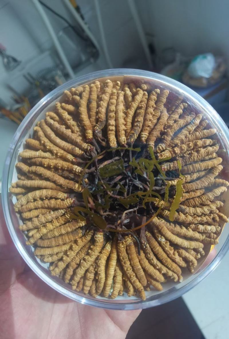 藏香壹品堂虫草，高海拔3800米雪山新鲜野生干虫草