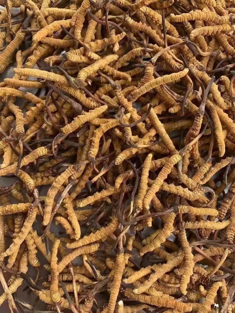 藏香壹品堂虫草，高海拔3800米雪山新鲜野生干虫草