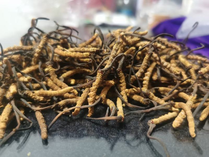 藏香壹品堂虫草，高海拔3800米雪山新鲜野生干虫草