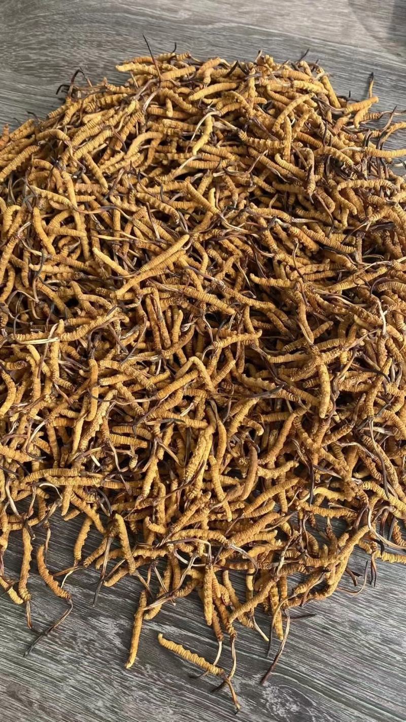 藏香壹品堂虫草，高海拔3800米雪山新鲜野生干虫草