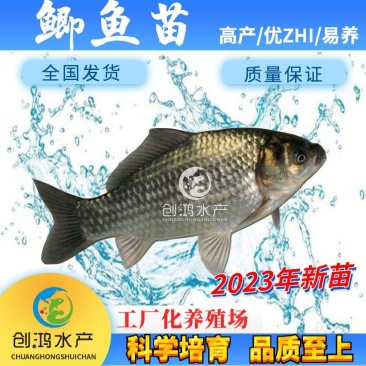 【2023新苗】鲫鱼鱼苗中科三号鲫鱼苗白鲫鱼苗东北鲫