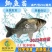 【2023新苗】鲫鱼鱼苗中科三号鲫鱼苗白鲫鱼苗东北鲫