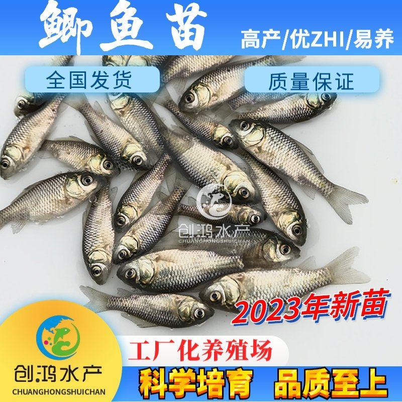 2023新苗鲫鱼鱼苗快大巨鲫鱼苗鲫鱼水花供应