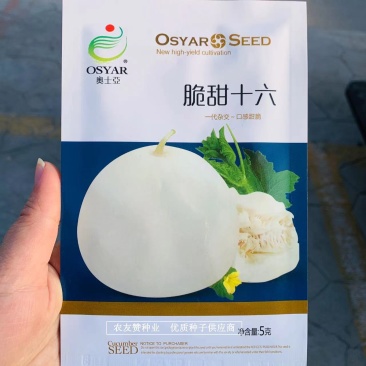 奥士亚脆甜十六甜瓜种子外皮薄韧杂交一代甜瓜种籽耐低温