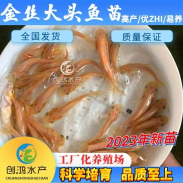 【2023新苗】金鳙鱼苗金花鲢鱼苗金大头鱼苗淡水养殖