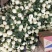 奥士亚脆甜十六甜瓜种子外皮薄韧杂交一代甜瓜种籽耐低温