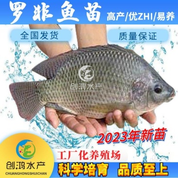 【2023新苗】罗非鱼苗高雄性罗非鱼苗新吉富罗非鱼苗