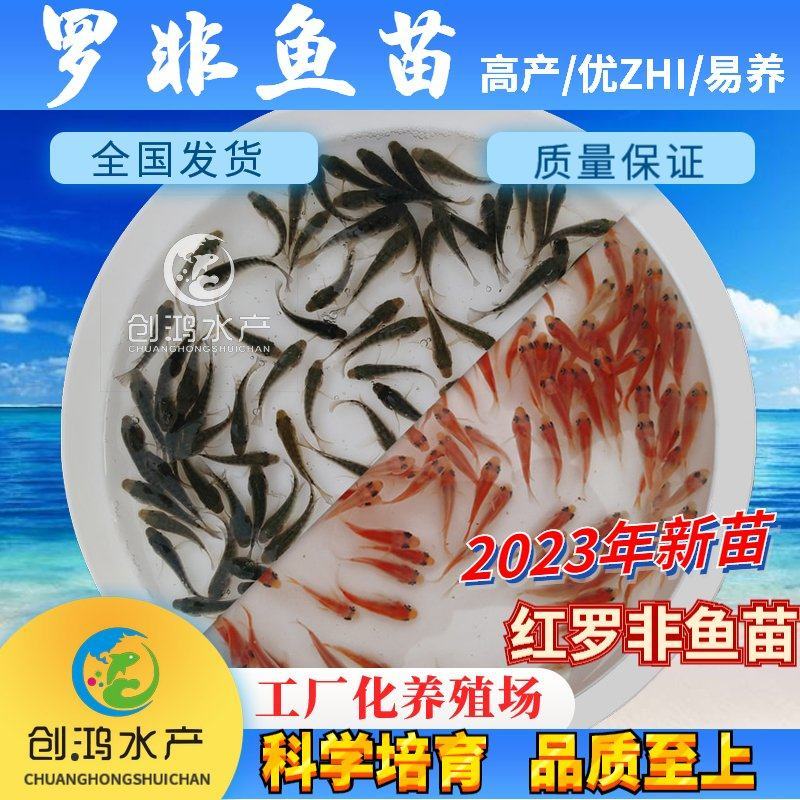 2023新苗罗非鱼苗非洲鲫鱼苗福寿鱼苗罗非水花供应