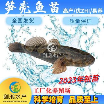 【2023新苗】泰国笋壳鱼苗云斑尖塘鳢淡水养殖