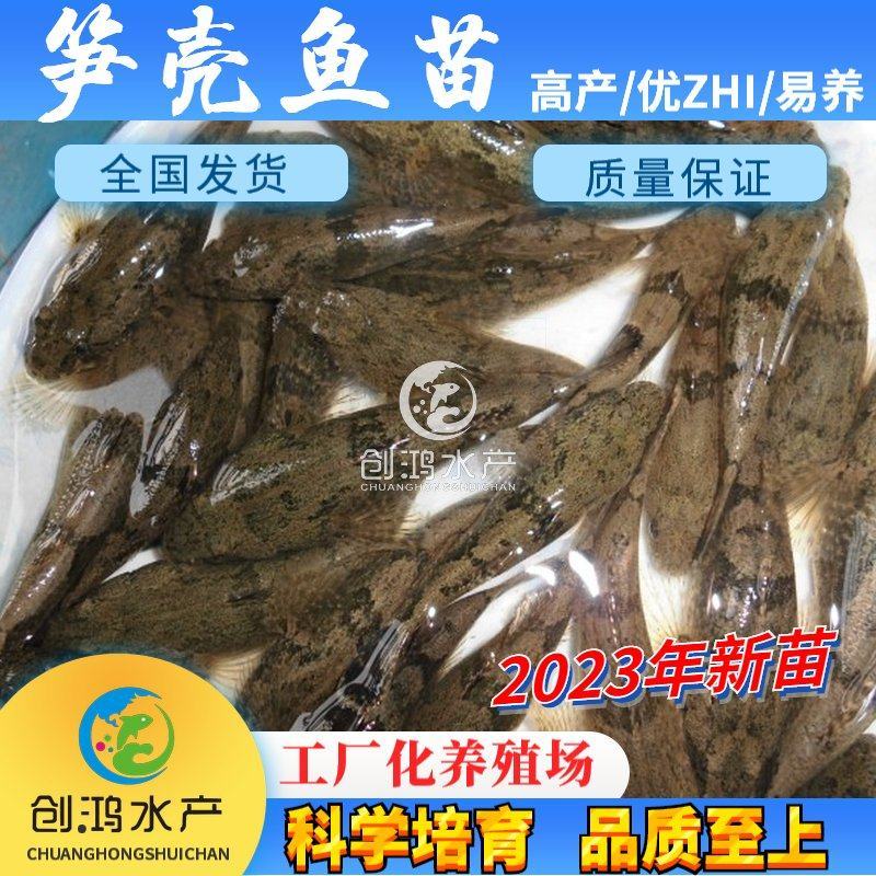 2023新苗优质笋壳鱼苗泰国笋壳鱼苗杂交笋壳鱼苗