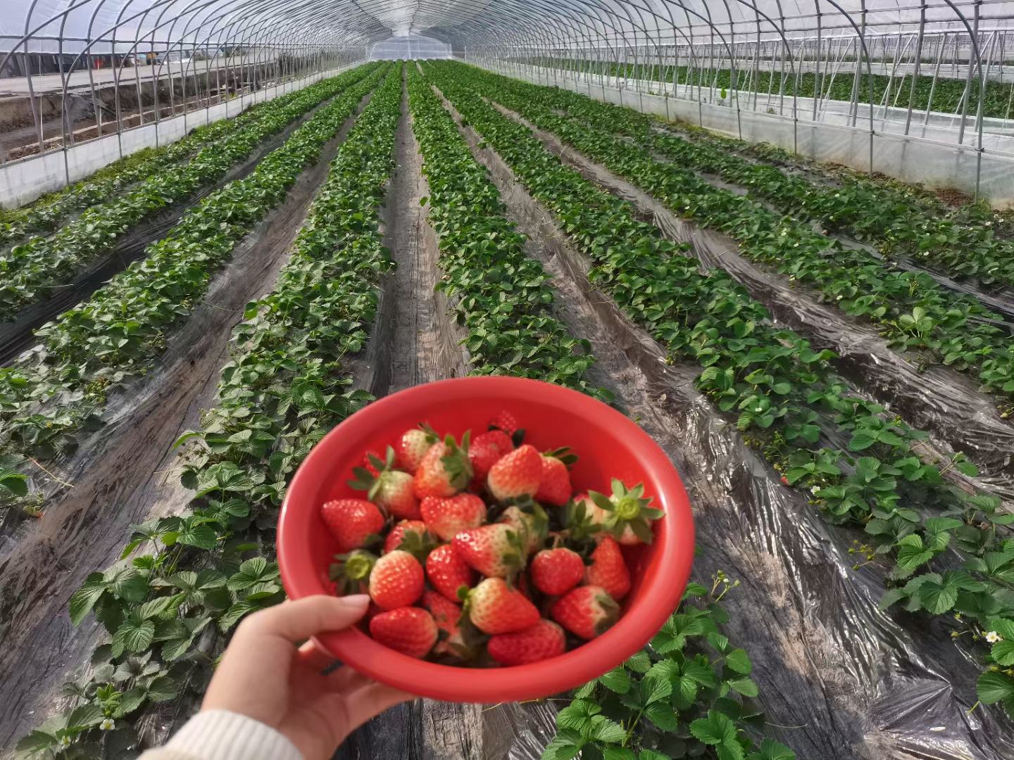 红颜草莓采摘现场