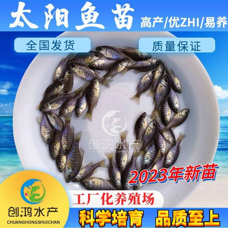 【淡水养殖】蓝腮太阳鱼苗杂交太阳鱼苗金边太阳鱼苗
