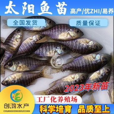 2023新苗蓝腮太阳鱼苗杂交太阳鱼苗高密度养殖品种
