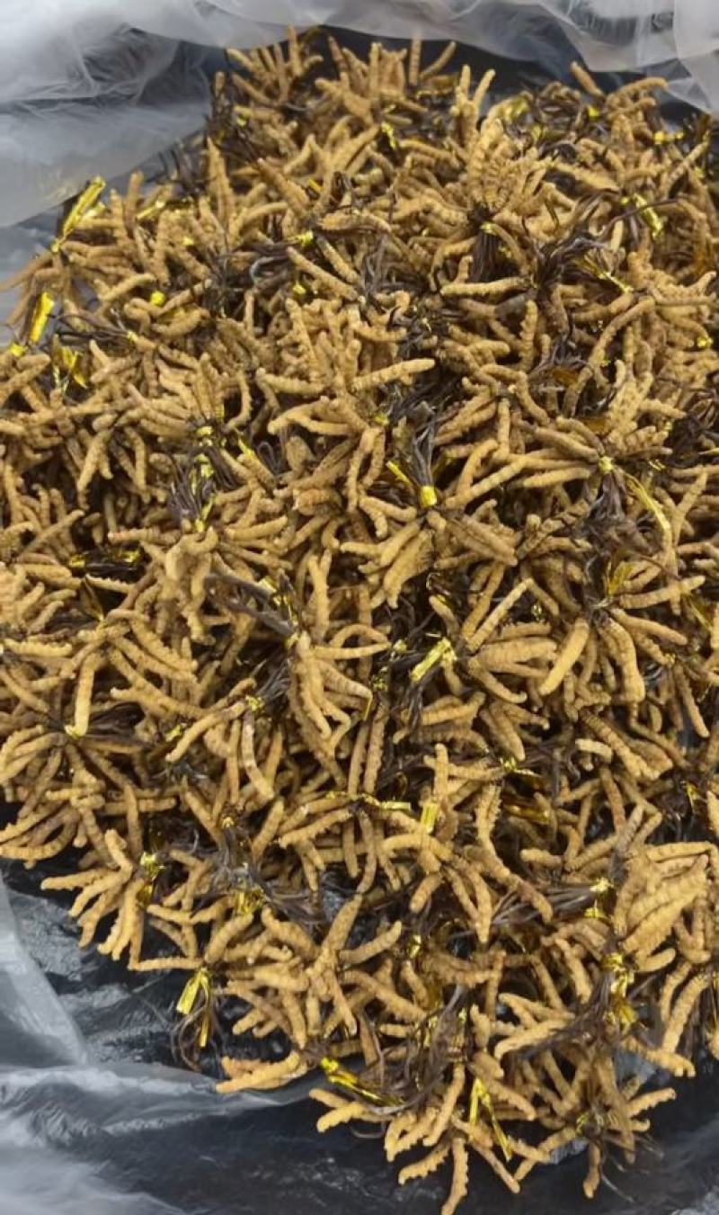 藏香壹品堂虫草，高海拔3800米雪山新鲜野生干虫草