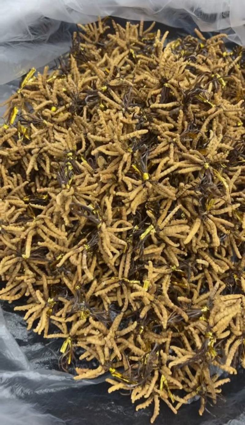 藏香壹品堂虫草，高海拔3800米雪山新鲜野生干虫草