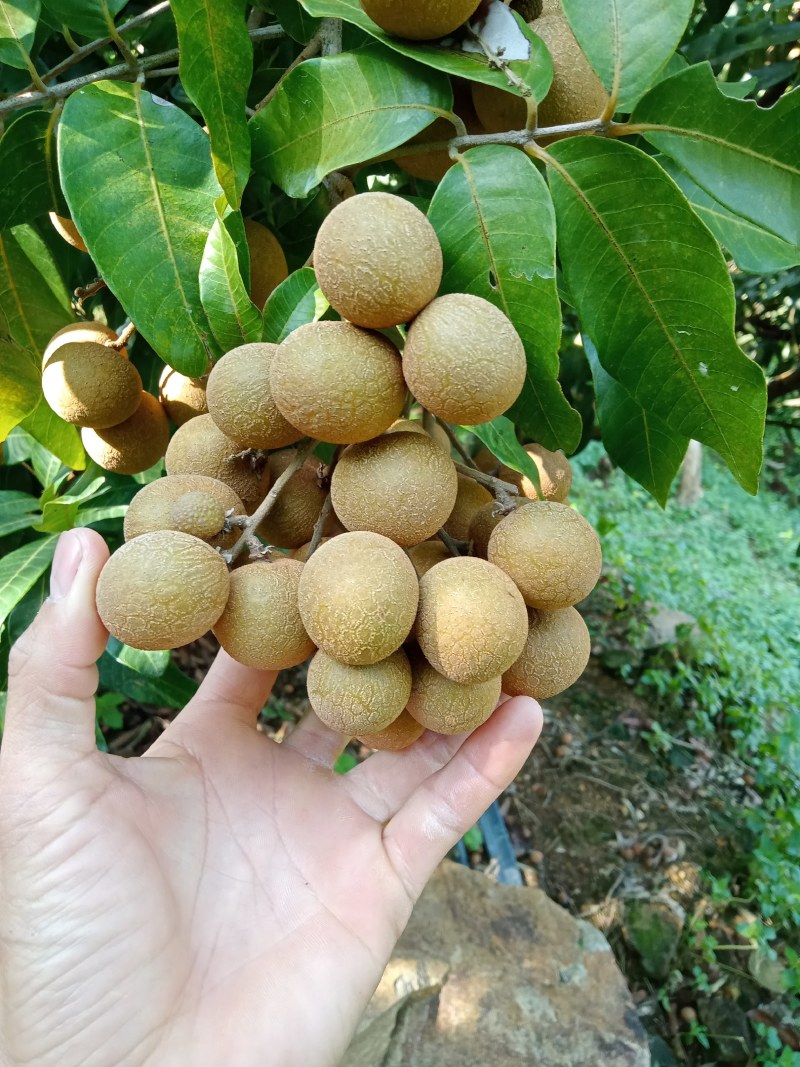 海南热带水果