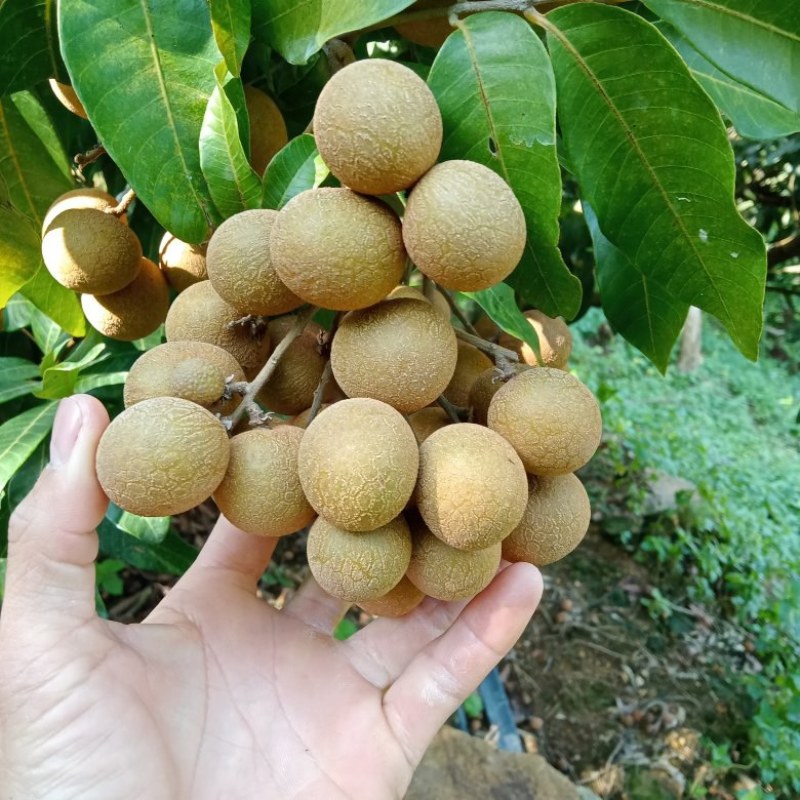 海南热带水果